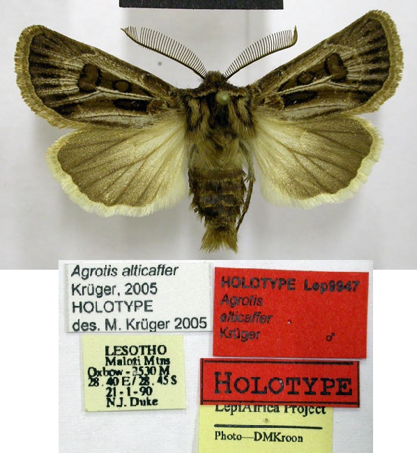 /filer/webapps/moths/media/images/A/alticaffer_Agrotis_HT_TMSA.jpg