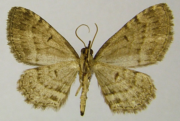 /filer/webapps/moths/media/images/A/alticameruna_Horisme_HT_ZSMb.jpg