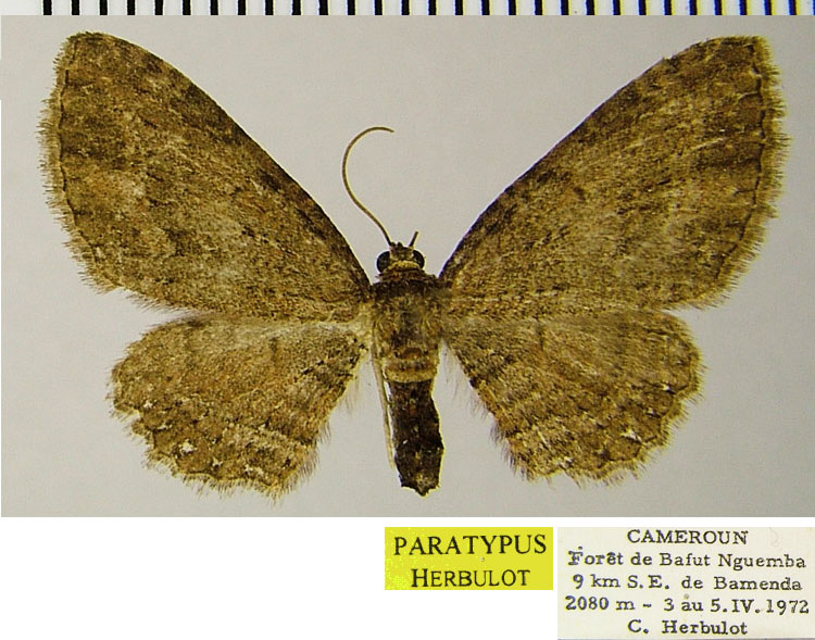 /filer/webapps/moths/media/images/A/alticameruna_Horisme_PTF_ZSM.jpg
