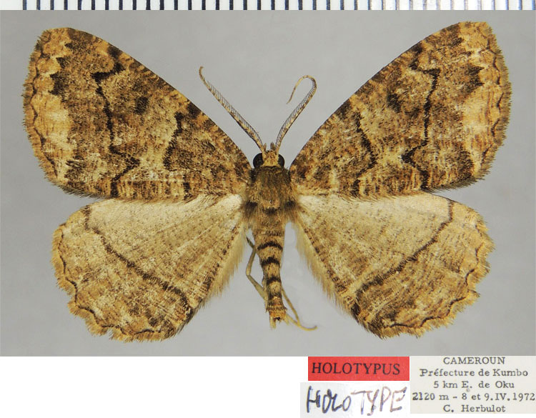 /filer/webapps/moths/media/images/A/alticamerunis_Menophra_HT_ZSMa.jpg