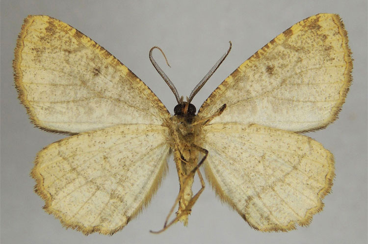 /filer/webapps/moths/media/images/A/alticamerunis_Menophra_HT_ZSMb.jpg