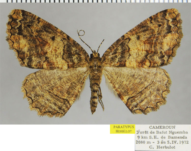 /filer/webapps/moths/media/images/A/alticamerunis_Menophra_PTF_ZSM.jpg