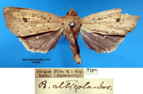 /filer/webapps/moths/media/images/A/alticola_Borolia_HT_SNHMa.jpg