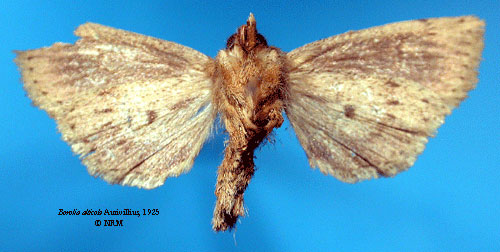 /filer/webapps/moths/media/images/A/alticola_Borolia_HT_SNHMb.jpg