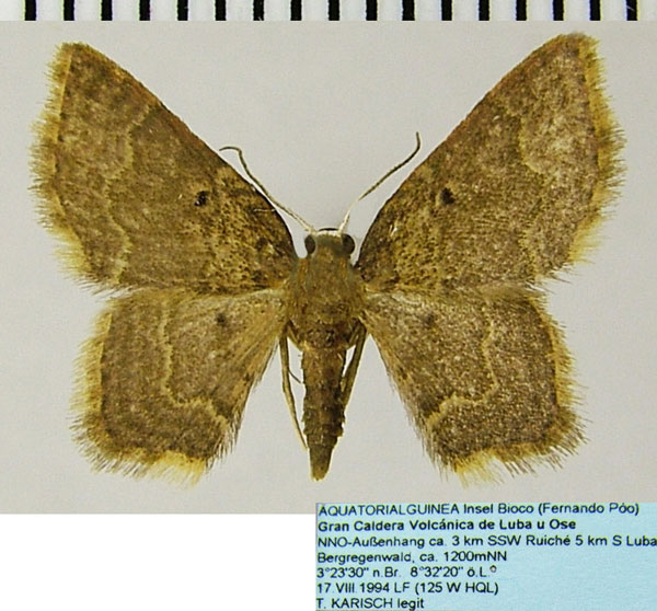 /filer/webapps/moths/media/images/A/alticola_Eois_AF_ZSMa.jpg