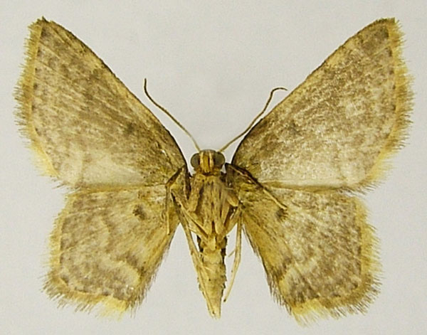 /filer/webapps/moths/media/images/A/alticola_Eois_AF_ZSMb.jpg