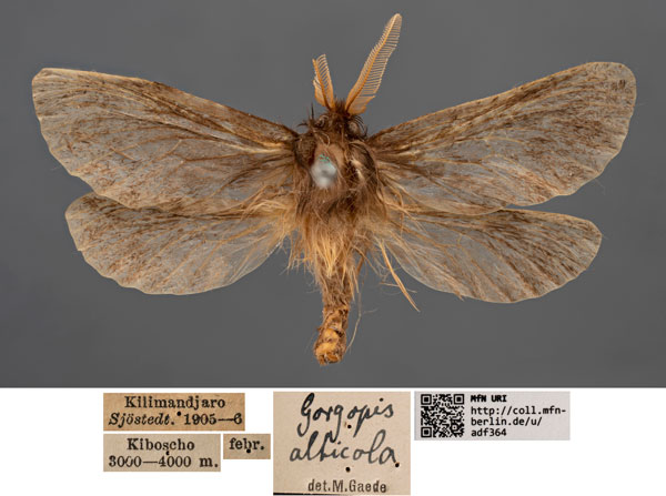 /filer/webapps/moths/media/images/A/alticola_Gorgopis_AM_MfN_01.jpg