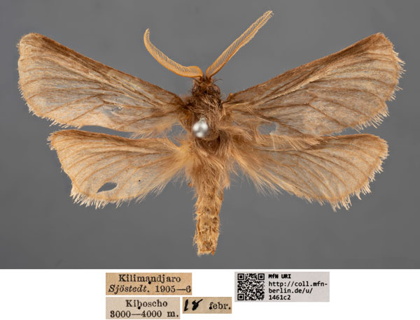 /filer/webapps/moths/media/images/A/alticola_Gorgopis_AM_MfN_02.jpg