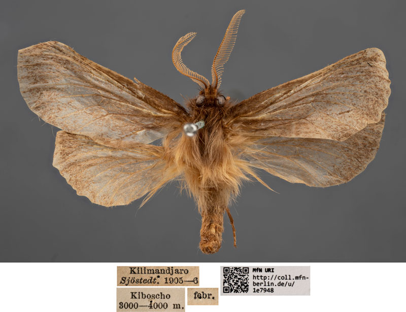 /filer/webapps/moths/media/images/A/alticola_Gorgopis_HT_MfNa.jpg