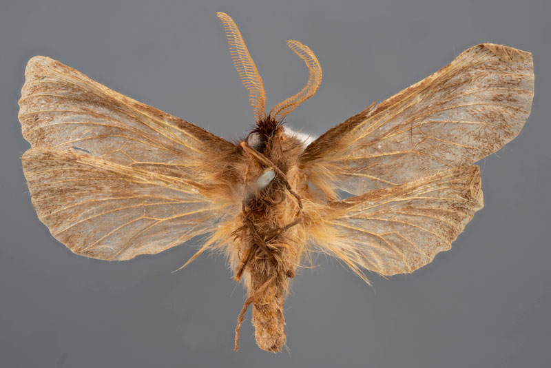 /filer/webapps/moths/media/images/A/alticola_Gorgopis_HT_MfNb.jpg