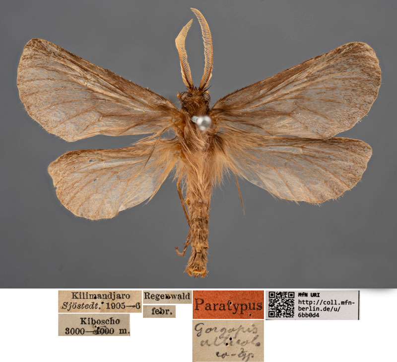 /filer/webapps/moths/media/images/A/alticola_Gorgopis_PTM_MfNa.jpg