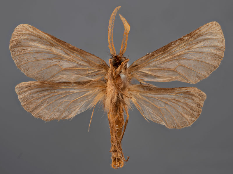 /filer/webapps/moths/media/images/A/alticola_Gorgopis_PTM_MfNb.jpg