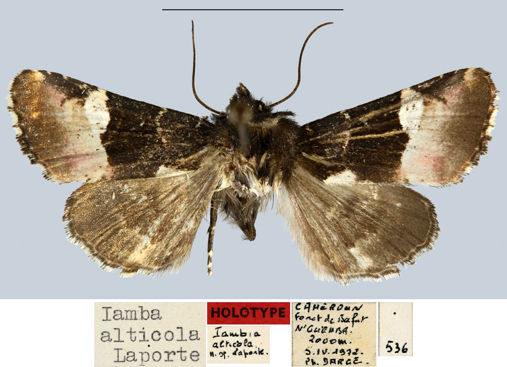 /filer/webapps/moths/media/images/A/alticola_Iamba_HT_MNHN.jpg