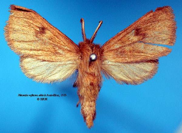 /filer/webapps/moths/media/images/A/alticola_Metarctia_ST_SNHM_01.jpg