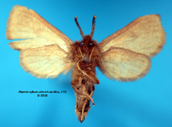 /filer/webapps/moths/media/images/A/alticola_Metarctia_ST_SNHM_02.jpg