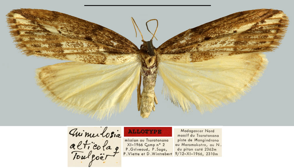 /filer/webapps/moths/media/images/A/alticola_Mimulosia_AT_MNHN.jpg