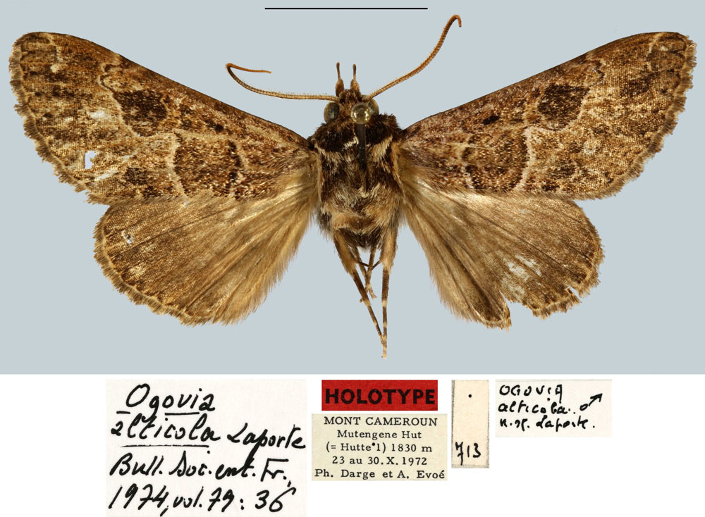 /filer/webapps/moths/media/images/A/alticola_Ogovia_HT_MNHN.jpg