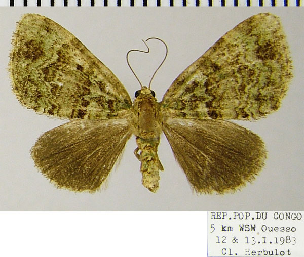/filer/webapps/moths/media/images/A/altilis_Piercia_AF_ZSM.jpg
