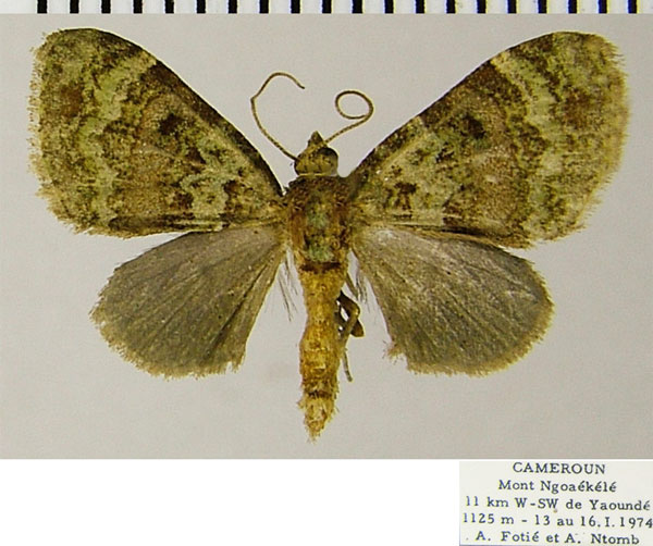 /filer/webapps/moths/media/images/A/altilis_Piercia_AM_ZSMa.jpg
