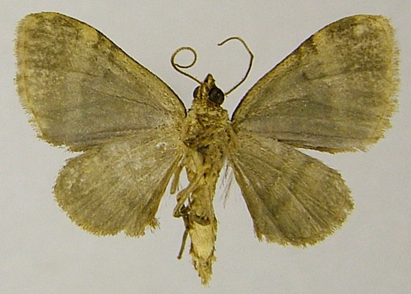 /filer/webapps/moths/media/images/A/altilis_Piercia_AM_ZSMb.jpg