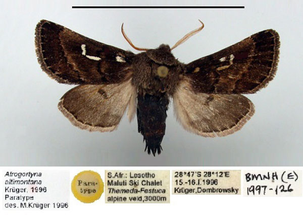 /filer/webapps/moths/media/images/A/altimontana_Afrogortyna_PT_BMNH.jpg