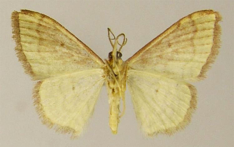 /filer/webapps/moths/media/images/A/altimontana_Scopula_HT_ZSMb.jpg