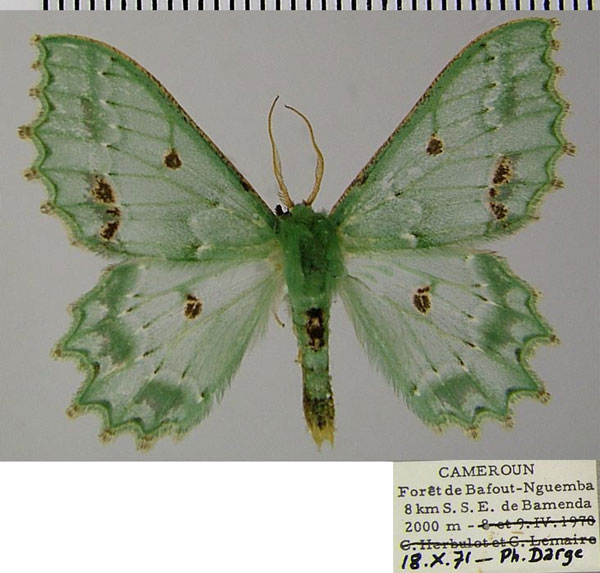 /filer/webapps/moths/media/images/A/altimontaria_Victoria_AM_ZSM.jpg