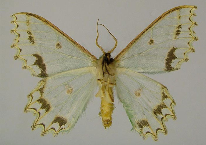 /filer/webapps/moths/media/images/A/altimontaria_Victoria_HT_ZSMb.jpg