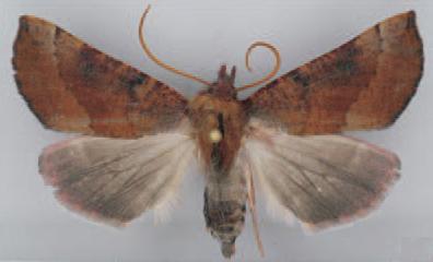 /filer/webapps/moths/media/images/A/altipaludis_Illa_AF_TMSA.jpg