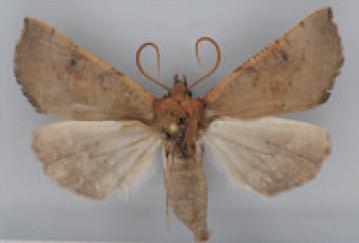 /filer/webapps/moths/media/images/A/altipaludis_Illa_AM_TMSA.jpg