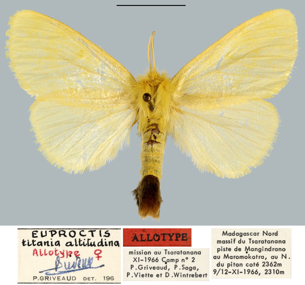 /filer/webapps/moths/media/images/A/altitudina_Euproctis_AT_MNHN.jpg