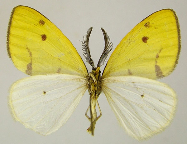 /filer/webapps/moths/media/images/A/altitudina_Hylemera_AM_ZSMb.jpg