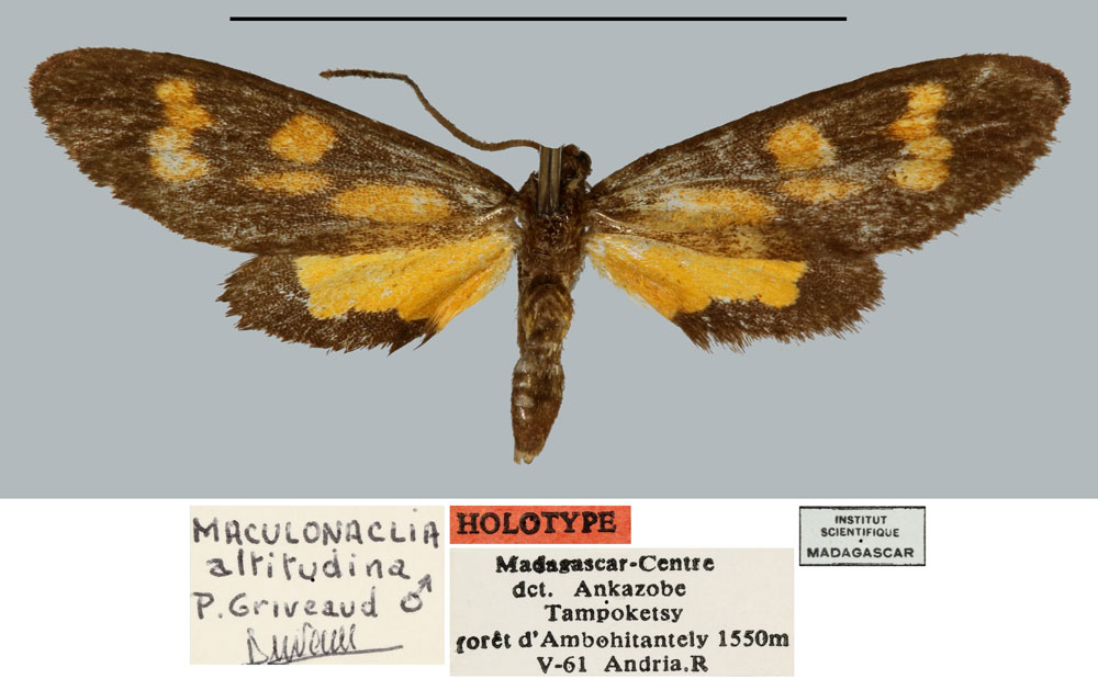 /filer/webapps/moths/media/images/A/altitudina_Maculonaclia_HT_MNHN.jpg