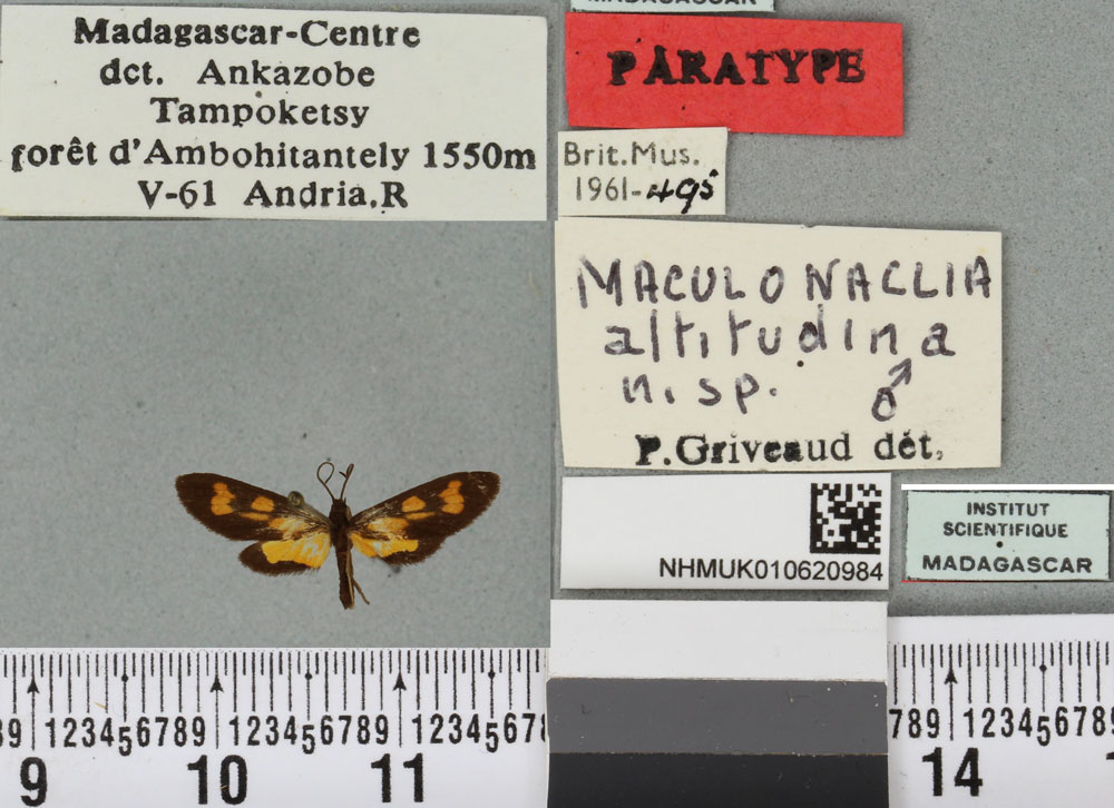 /filer/webapps/moths/media/images/A/altitudina_Maculonaclia_PTM_BMNHa.jpg