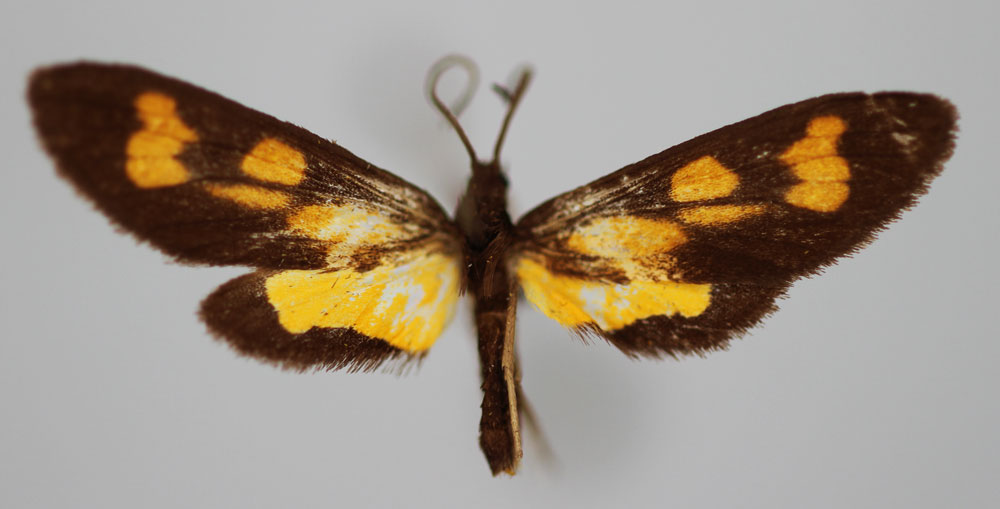 /filer/webapps/moths/media/images/A/altitudina_Maculonaclia_PT_BMNH.jpg