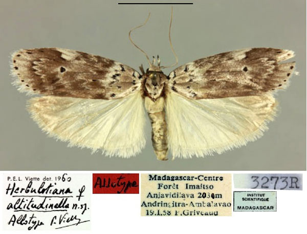 /filer/webapps/moths/media/images/A/altitudinella_Herbulotiana_AT_MNHN.jpg