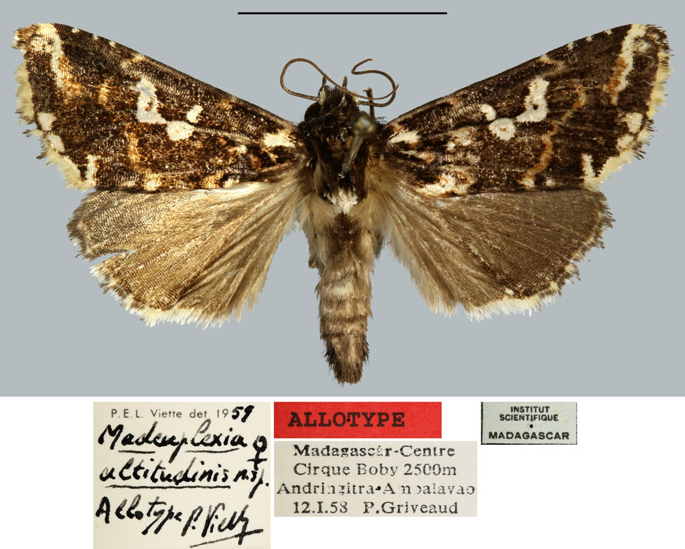 /filer/webapps/moths/media/images/A/altitudinis_Madeuplexia_AT_MNHN.jpg
