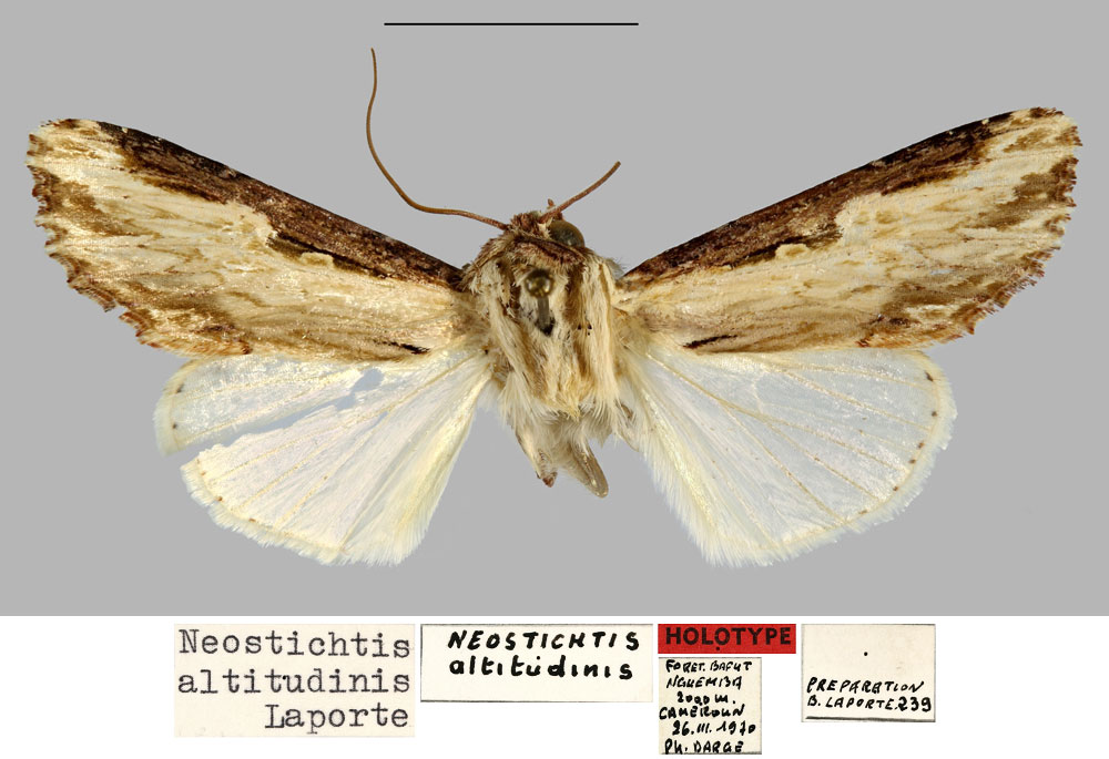 /filer/webapps/moths/media/images/A/altitudinis_Neostichtis_HT_MNHN.jpg