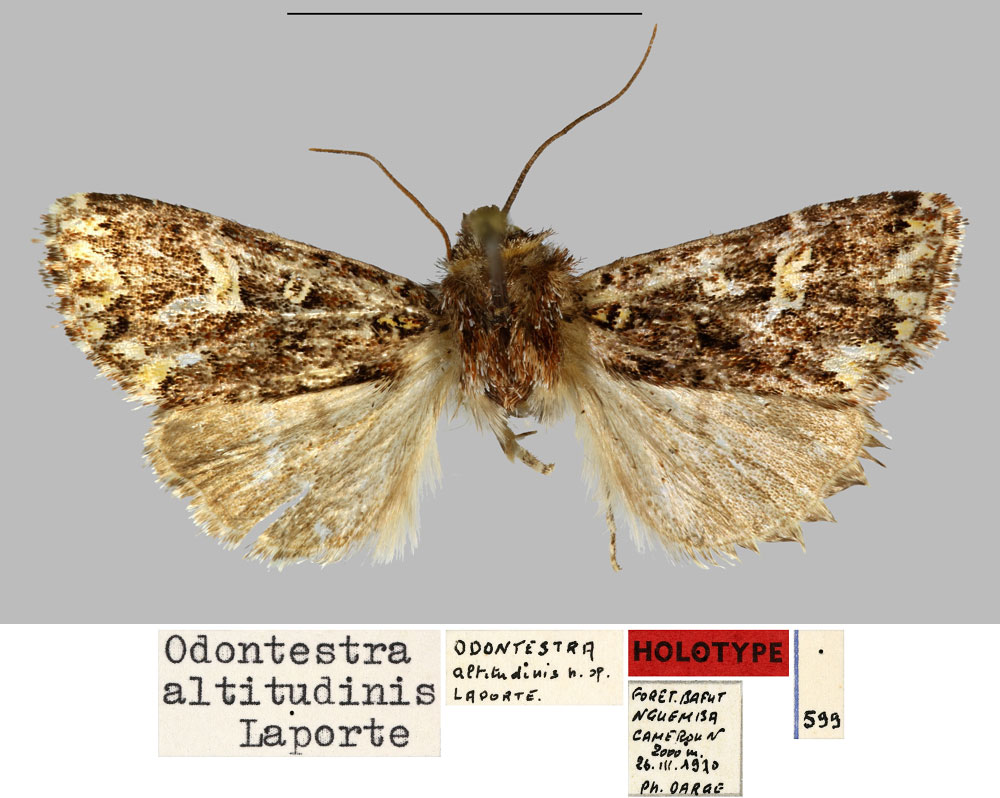 /filer/webapps/moths/media/images/A/altitudinis_Odontestra_HT_MNHN.jpg