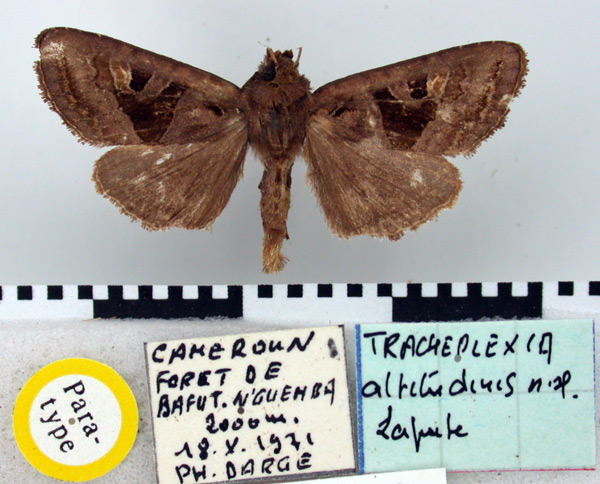 /filer/webapps/moths/media/images/A/altitudinis_Tracheplexia_PT_BMNH.jpg