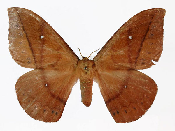 /filer/webapps/moths/media/images/A/altivola_Maltagorea_AT_Basquin.jpg