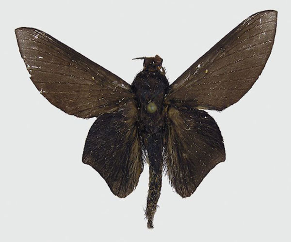 /filer/webapps/moths/media/images/A/alucard_Sonitha_HT_RMCA.jpg
