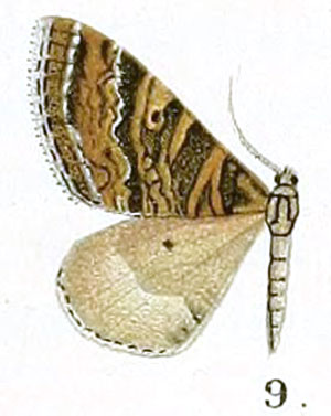 /filer/webapps/moths/media/images/A/alumna_Ortholitha_HT_Prout_17-9.jpg