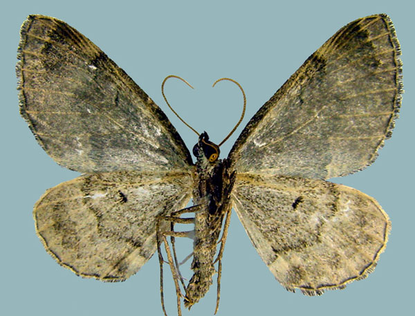 /filer/webapps/moths/media/images/A/alumna_Perizoma_AM_ZSMb.jpg