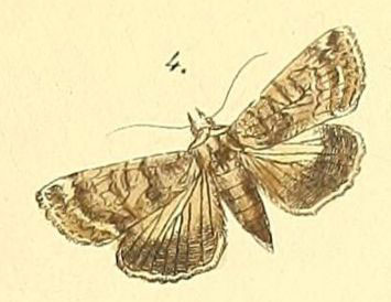 /filer/webapps/moths/media/images/A/alutacea_Lophoptera_Felder_112_4.jpg