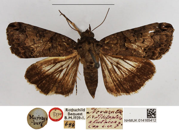 /filer/webapps/moths/media/images/A/alutacea_Stictopera_HT_NHMUK.jpg