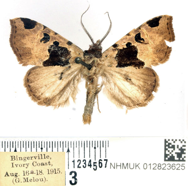 /filer/webapps/moths/media/images/A/amaba_Marcipa_AM_BMNH.jpg