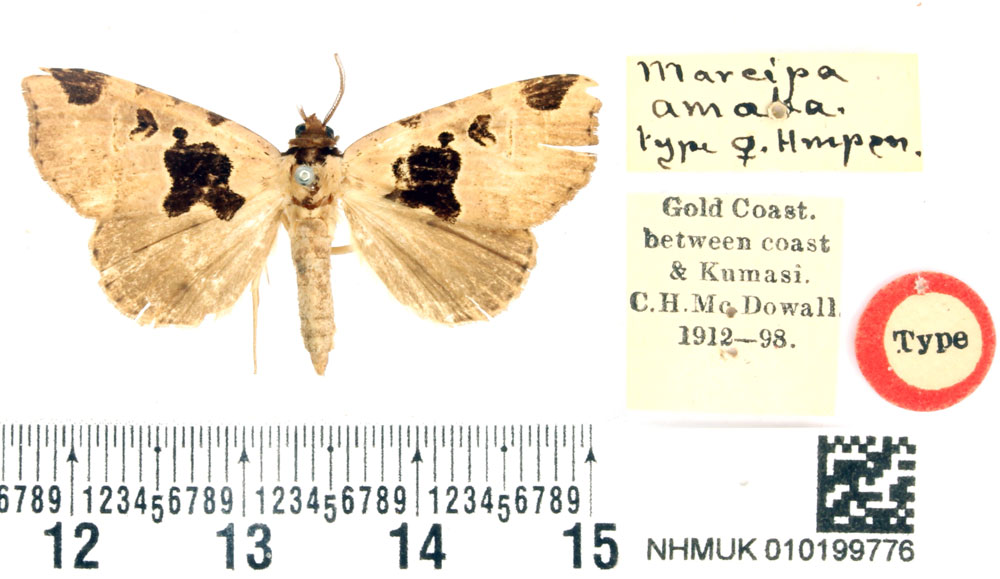 /filer/webapps/moths/media/images/A/amaba_Marcipa_HT_BMNH.jpg