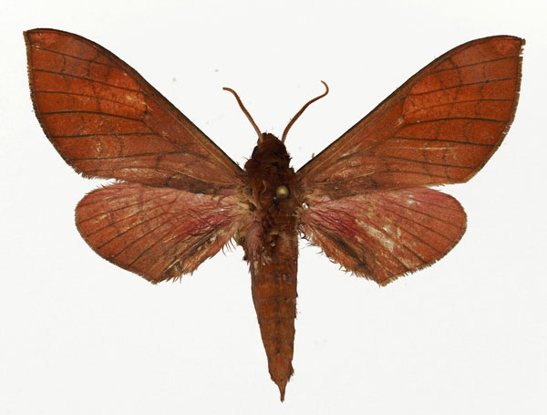 /filer/webapps/moths/media/images/A/amabilis_Afrosphinx_AM_Basquin_02.jpg