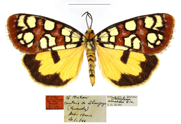 /filer/webapps/moths/media/images/A/amabilis_Crameria_AF_RBINS.jpg